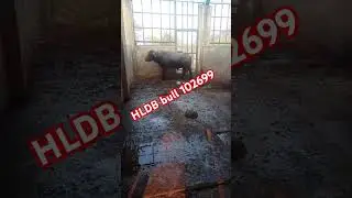 HLDB bull 102699