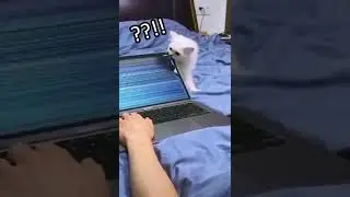 Kitten Bite