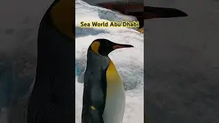 Sea World Abu Dhabi - #seaworld #nature