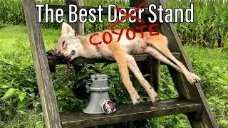 Coyote Hunting Vlog