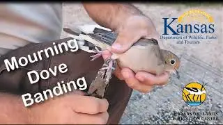 Dove Banding at Cheyenne Bottoms
