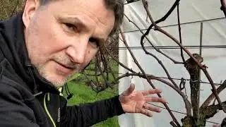 Zachte snoei - herstel van oude wijnrank