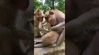 Awesome Lovely Wild Monkey Family Julina