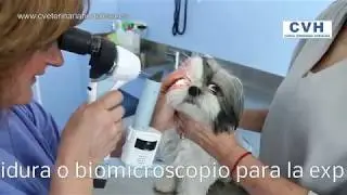 Clínica Veterinaria Hortaleza. Exploración Oftalmologica Lámpara de Hendidura.