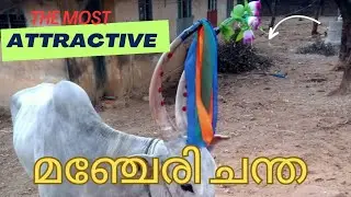 മഞ്ചേരി ചന്തയിലെ കന്നുകാലികൾ#cow price #buffalow price #ox@jabifarm @CATTLEVLOGGER