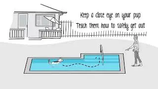 Pet pool safety