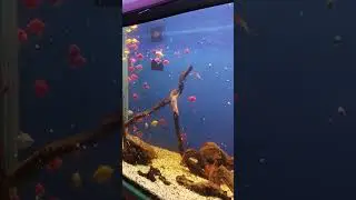 fish Aquarium In Zoo Park #shorts #fish #viral
