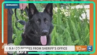Hernando County K-9 retires from Sheriff's Office after 7 years