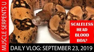 BLOOD and LEOPARD GENE IN BOAS!  September 23, 2019