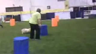 Woofjocks perform at All About Pets Show
