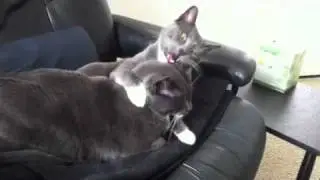 Chaz chewing on Riley's ear