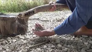 Easy Friction Fire Tinder : Decaying Lime Branchlets, Bark and Bast