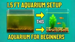 Zero Cost 1.5ft Aquarium Setup 🐟 | Budget-Friendly Polar Parrot Breeding Tank | Natural Vibe + ASMR