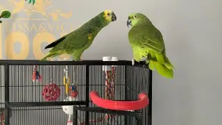 Te sorprenderás que selosa esta vicky porq tacan a Jaco/loro llorando porque tocan asu loro/loros