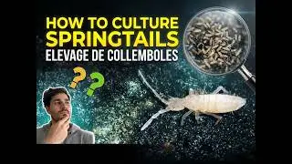 How to Culture Springtail / Elevage de Collemboles