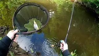 Wild Irish Trout on gecko spinners and 3 stan wobblers