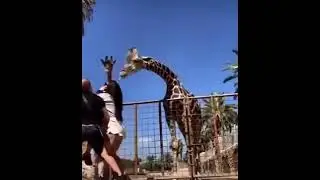How strong is that leaf branch?