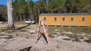 THOMPSON'S KENNEL THE 55FT CABLE RUN