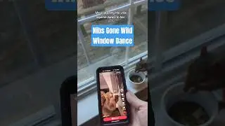 Viral window dancing squirrel 🐿️⭐ Nibs on TikTok