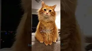 I'll take that as a yes 😅 #cute #animals #cutecat #cuteanimals #pets #catvideos #cats