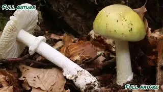 8 CHAMPIGNONS LES PLUS MORTELS