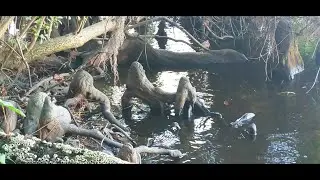 Family Bigfoot Apes swimming St Johns River