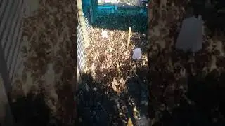 Golden 300 ducklings for farming 300+ eggs ,2.5 kg + body weight