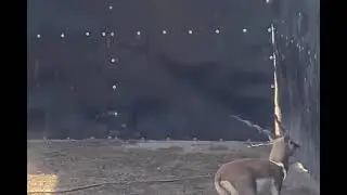 Young Trophy Black Buck
