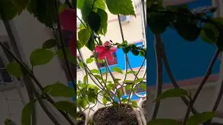 Get energy from plants #motivation #energy #plants #green #shorts
