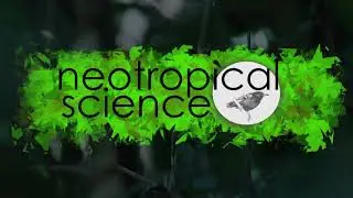Neotropical science short: the Musician Wren (Cyphorhinus arada)