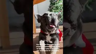 #MilesAtMBS #ChristmasInMalta #MaltaChristmas #DogsInMalta #MaltaDogs #WellnessChampion