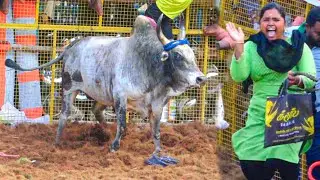 Sathiravellalapatti Jallikattu 2026 Videos 02 | சத்திரவெள்ளாளபட்டி ஜல்லிக்கட்டு 2026 Videos 02