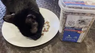Cat Treats My Cat LOVES to eat 