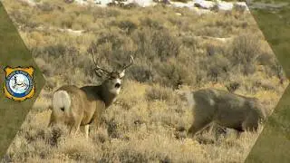 Mule deer Conservation Strategy