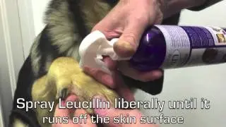 Leucillin Antiseptic Skincare - How To Use