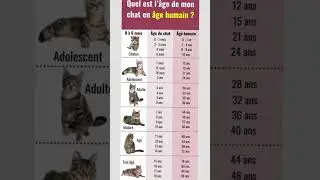 D&eacute;couvre l'&acirc;ge humain de ton chat en 1 minute !