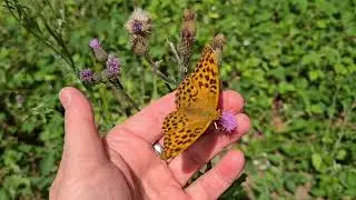 Der Kaisermantel (2025) - Argynnis paphia