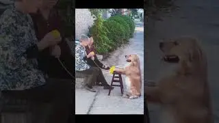 Dogs acting like humans