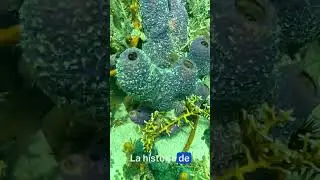 Cayo Coral, Bastimento, Bocas Del Toro, Panam&aacute;