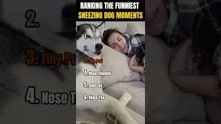 RANKING THE FUNNIEST SNEEZING DOG MOMENTS 🐶🤧😂 | Your Pick?