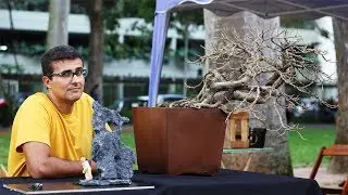 Bonsai Rio 2018 - Exposição