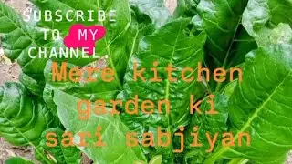 Mere kitchen garden ki puri shahar 🌱🌳#lahsun ,pyaj ,aalu, Palak, dhaniya muli sab kuch