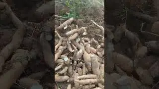 He's starting to dig up those big potatoes again, wearing a salt-covered suit.