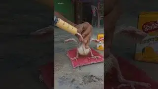 Easy way to feed baby pigeons 😱🥰 || #shorts