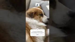 Собака храпит #dogsnoring #dogsleeping #собакахрапит #собакаспит #ляля_москвоская