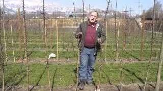 How to prune Malini columnar apple trees