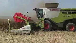 Žatva 2024 Repka olejná CLAAS LEXION 740 + CLAAS LEXION 770 8.časť