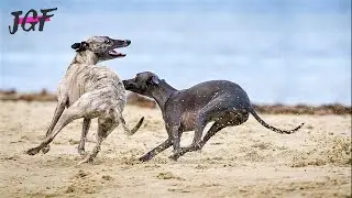 Training and Racing - Greyhounds energy - Episode 27