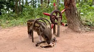 Amazing Most Building Beautiful House Wild Pig Trap Using Big Sharp Wood - How To Catch Pig Trap 