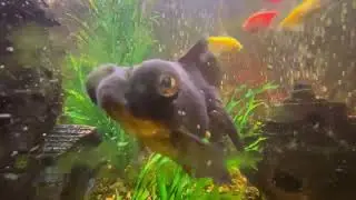 Fancy Goldfish Fanatics #shortsvideo #aquascape #youtubeshorts #ytshorts #viralshorts #ytviral #fish